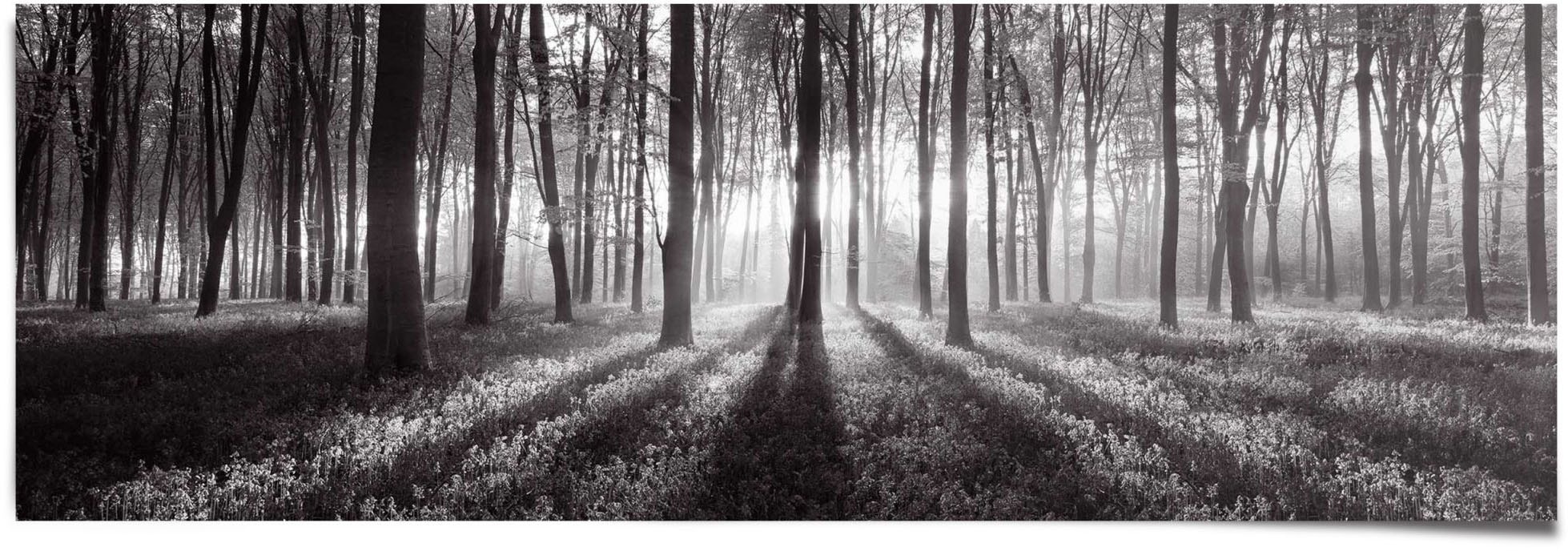 Reinders! Poster »Sonnenaufgang im Wald Schwarz-Weiss«, (1 St.)