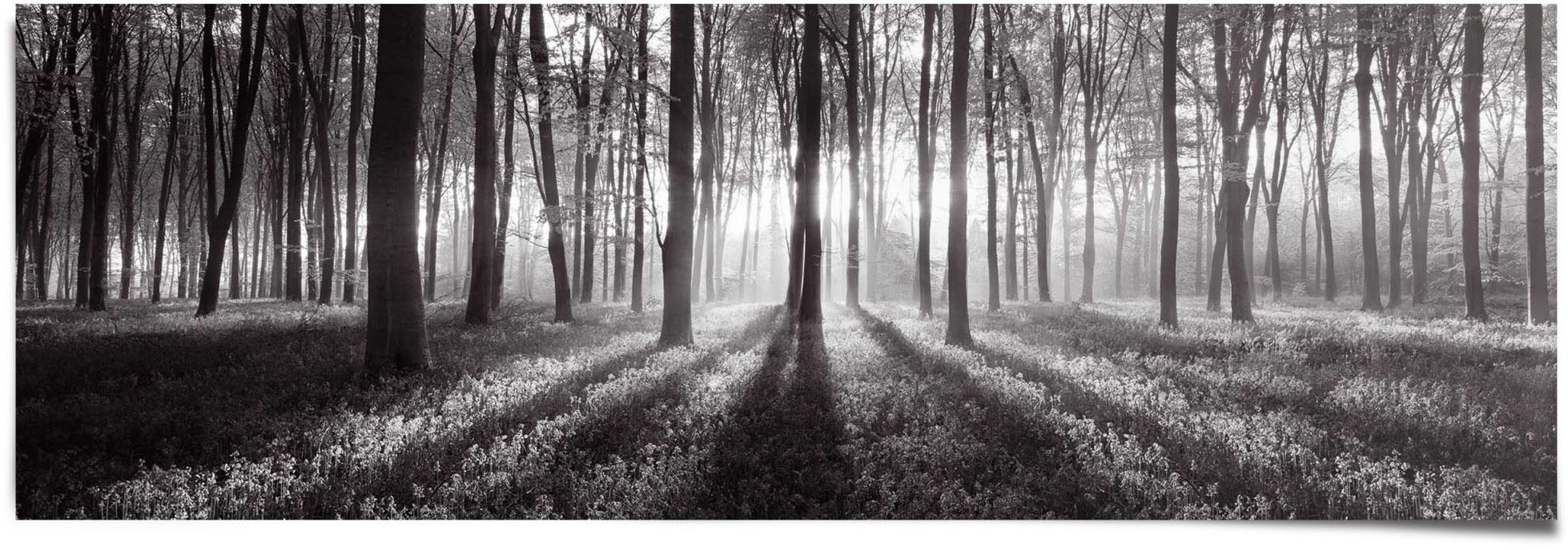 Reinders! Poster »Sonnenaufgang im Wald Schwarz-Weiss« 1 Stk. tlg.