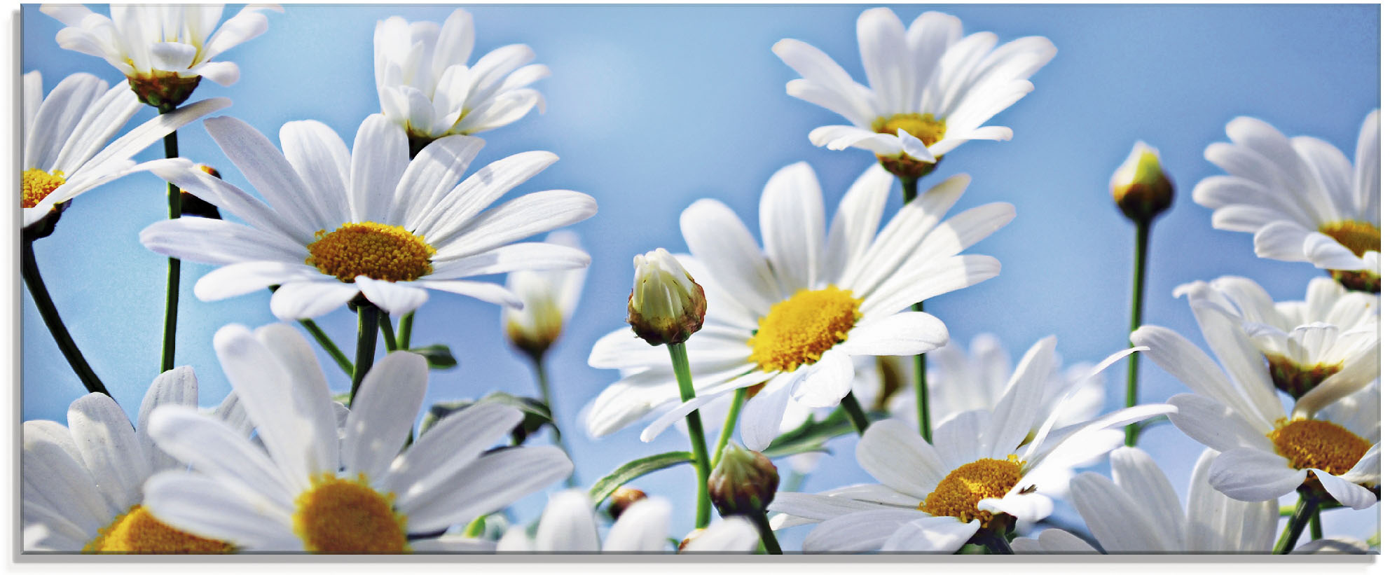 Artland Glasbild "Blumen - Margeriten" Blumen 1 Stk. tlg. in verschiedenen Grössen