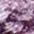aubergine