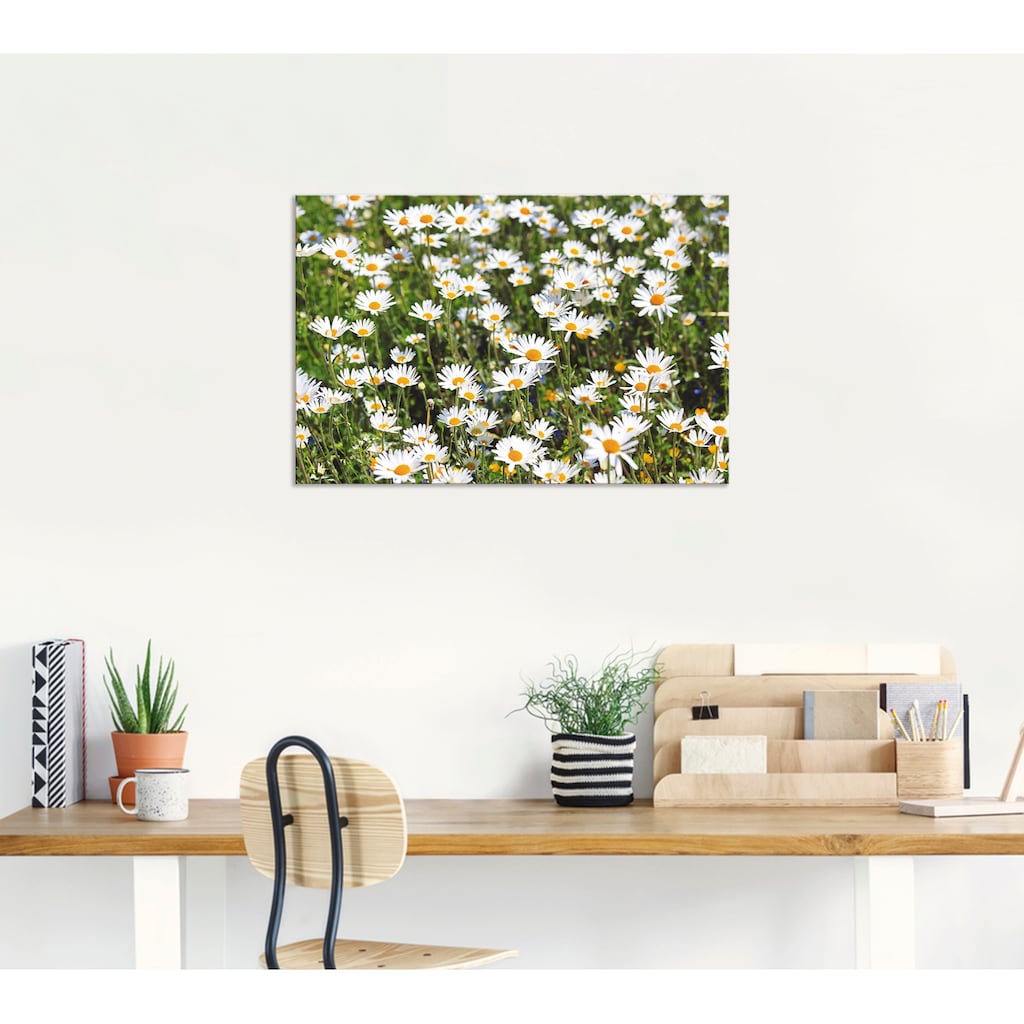 Artland Wandbild »Gänseblümchen«, Blumen, (1 St.)