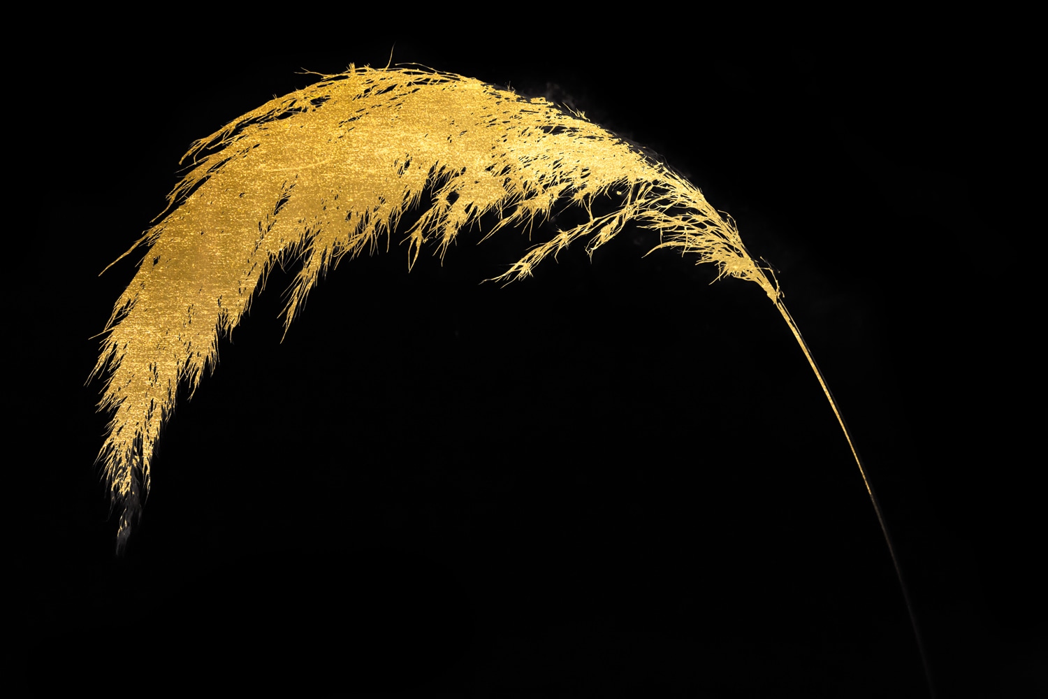 Leonique Acrylglasbild »Pampas Gras - Acrylbilder mit Blattgold veredelt«, Gemälde-Gräser-Pflanzen, (1 St.), Goldveredelung, Handgearbeitet, Gerahmt, Edel