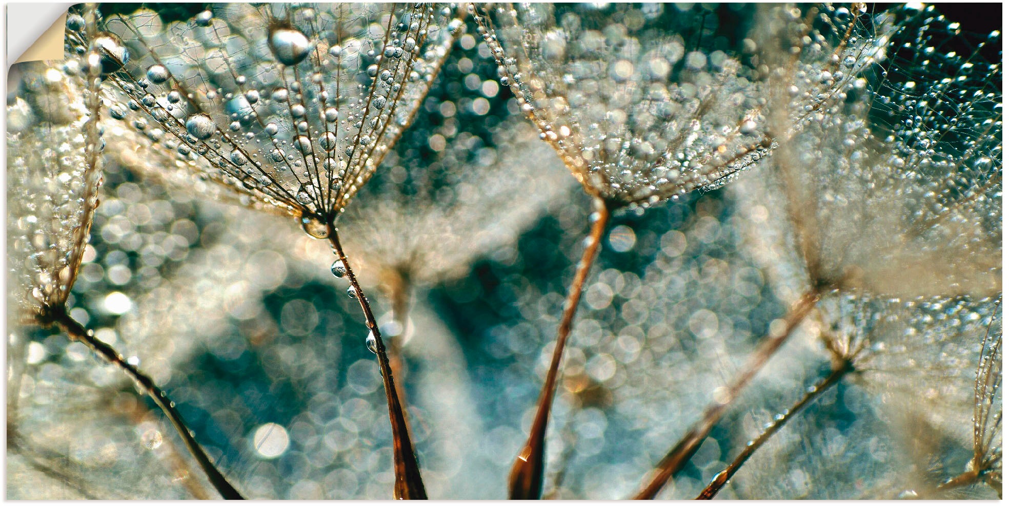 Artland Wandbild »Pusteblume Regenschauer«, (1 als Leinwandbild, in Alubild, Wandaufkleber | oder Poster online bestellen versch. Blumen, St.), Jelmoli-Versand Grössen