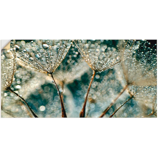 Artland Wandbild »Pusteblume Regenschauer«, Blumen, (1 St.), als Alubild,  Leinwandbild, Wandaufkleber oder Poster in versch. Grössen online bestellen  | Jelmoli-Versand