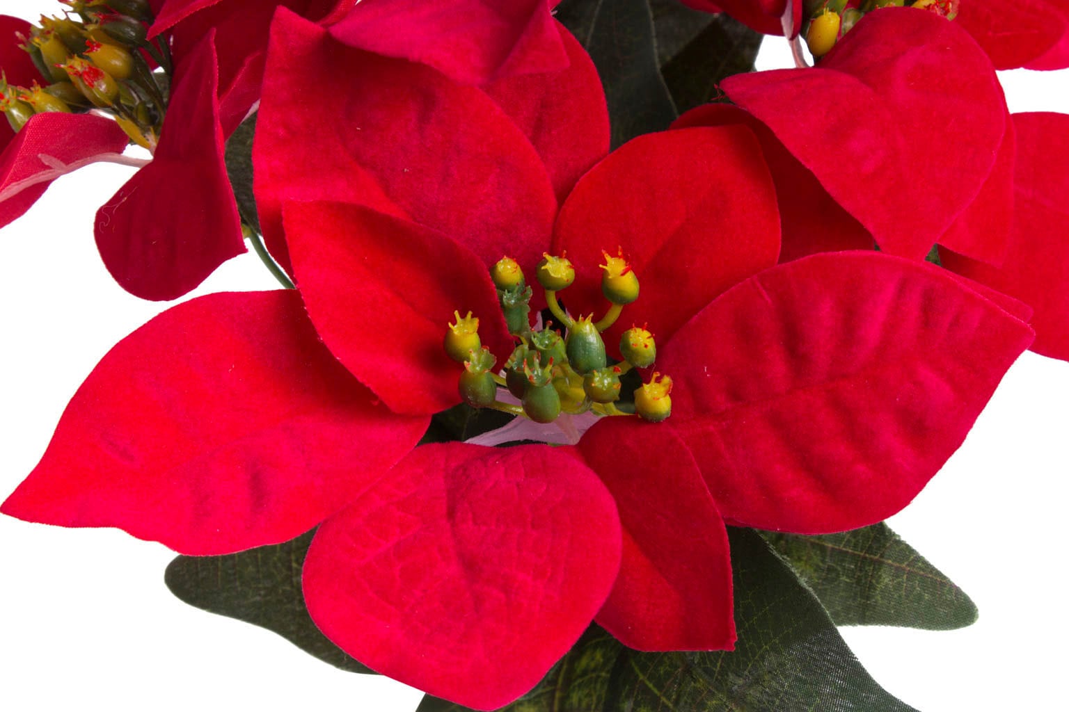 Botanic-Haus bestellen in »Weihnachtsstern online Kunststofftopf« braunem Kunstblume