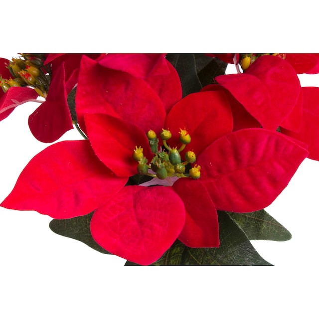 Botanic-Haus Kunstblume »Weihnachtsstern in braunem Kunststofftopf« online  bestellen