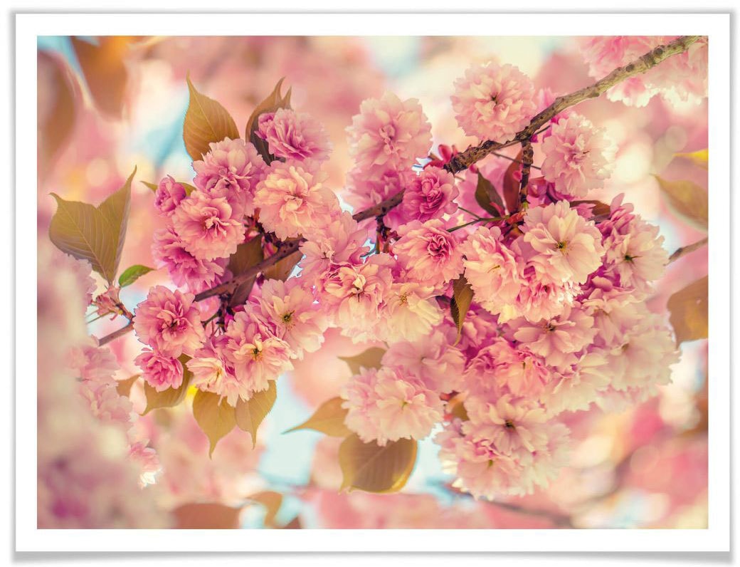 Wall-Art Poster »Kirschblüten«, Natur, (1 | online Jelmoli-Versand St.) bestellen