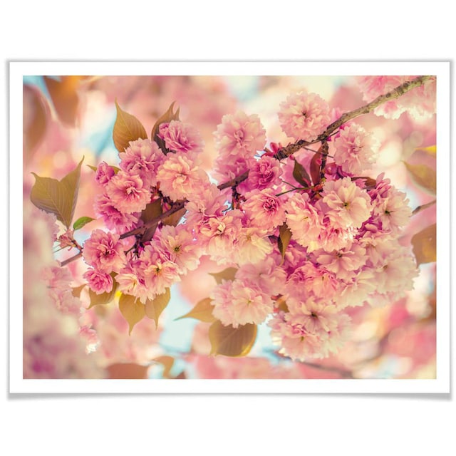 Wall-Art Poster bestellen Natur, | St.) Jelmoli-Versand »Kirschblüten«, (1 online
