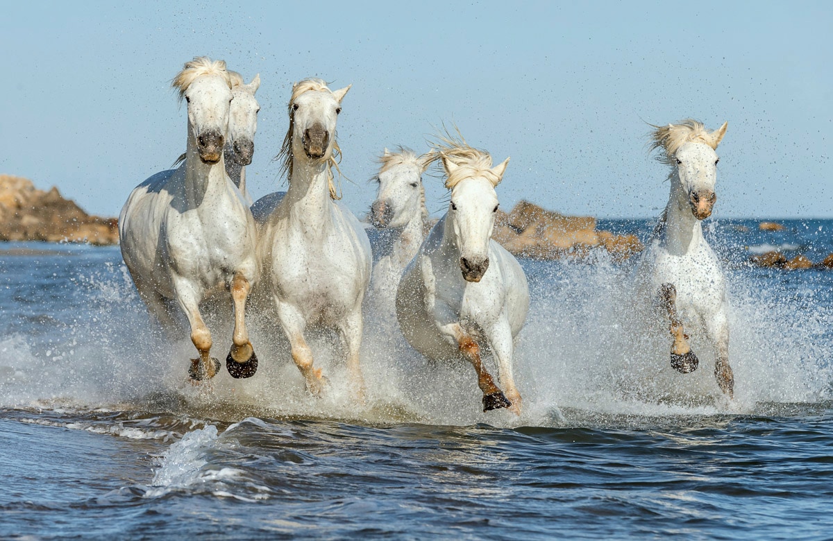 Papermoon Fototapete »PFERDE-CAMARGUE GALLOP STRAND MEER TIERE KÜSTE PROVENCE«