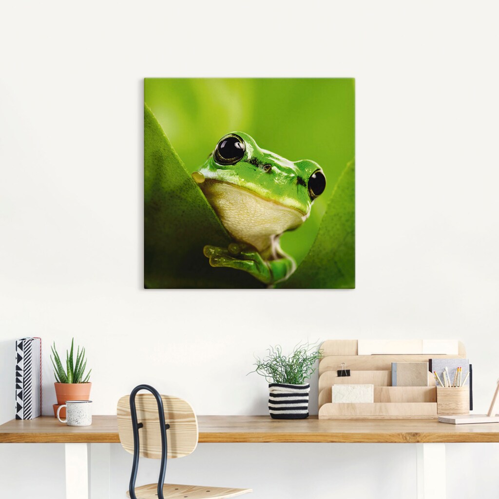 Artland Wandbild »Ausspähender Frosch«, Wassertiere, (1 St.)