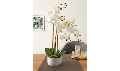 Creativ green Kunstorchidee »Deko-Orchidee Phalaenopsis XL im Keramiktopf«  online shoppen | Jelmoli-Versand