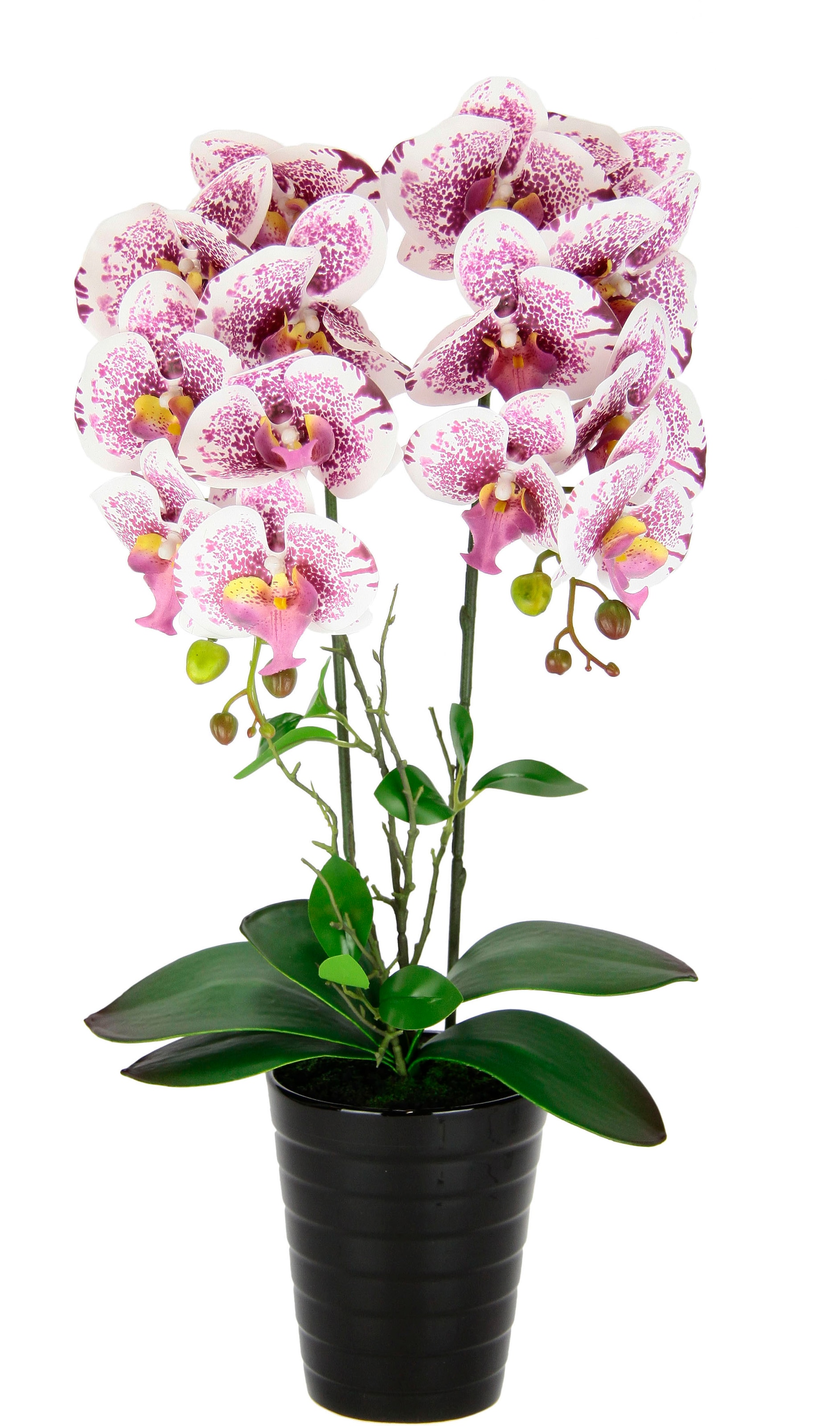 online Jelmoli-Versand kaufen Kunstorchidee Creativ | green im »Phalaenopsis«, Zementtopf