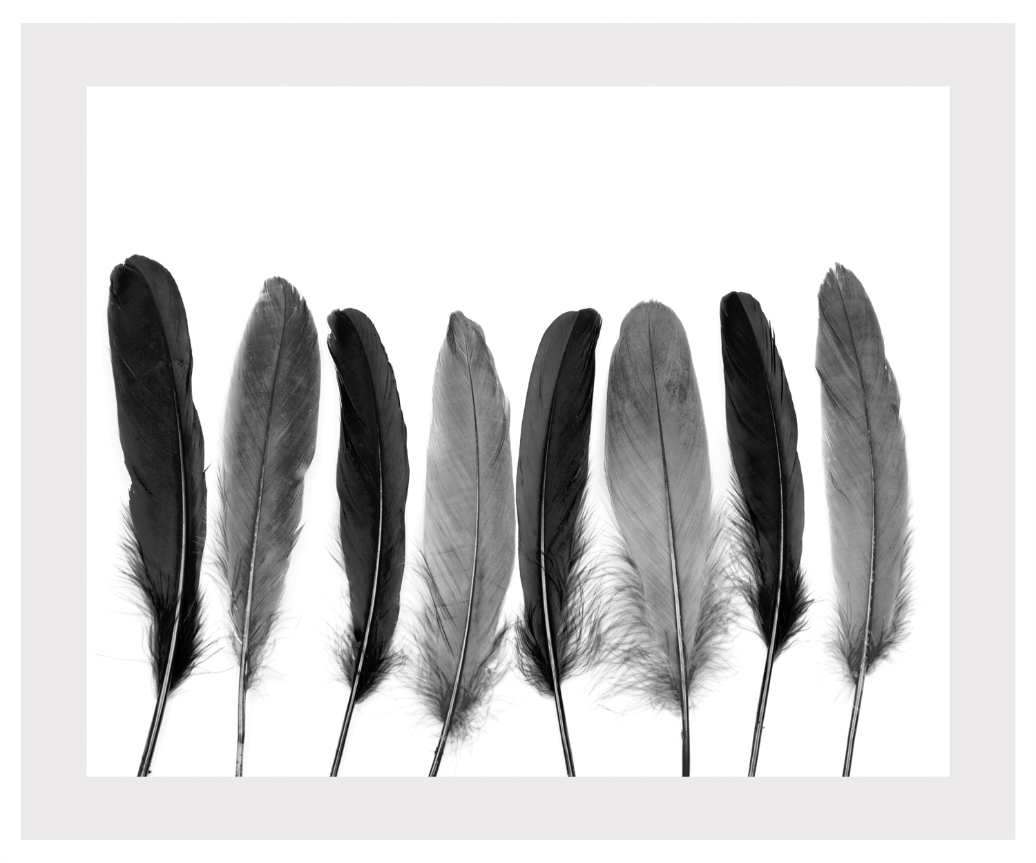 queence Bild »Carmen«, Federn, gerahmt, Federn
