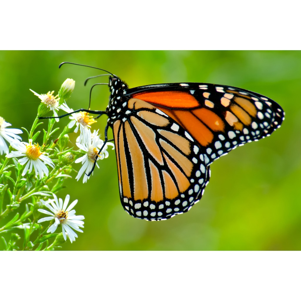 Papermoon Fototapete »Monarch Butterfly«