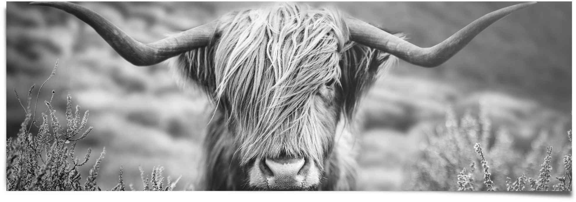 Reinders! Poster »Highlander Bulle Tiermotiv - Nahaufnahme - Hochlandrind Bild«, (1 St.)