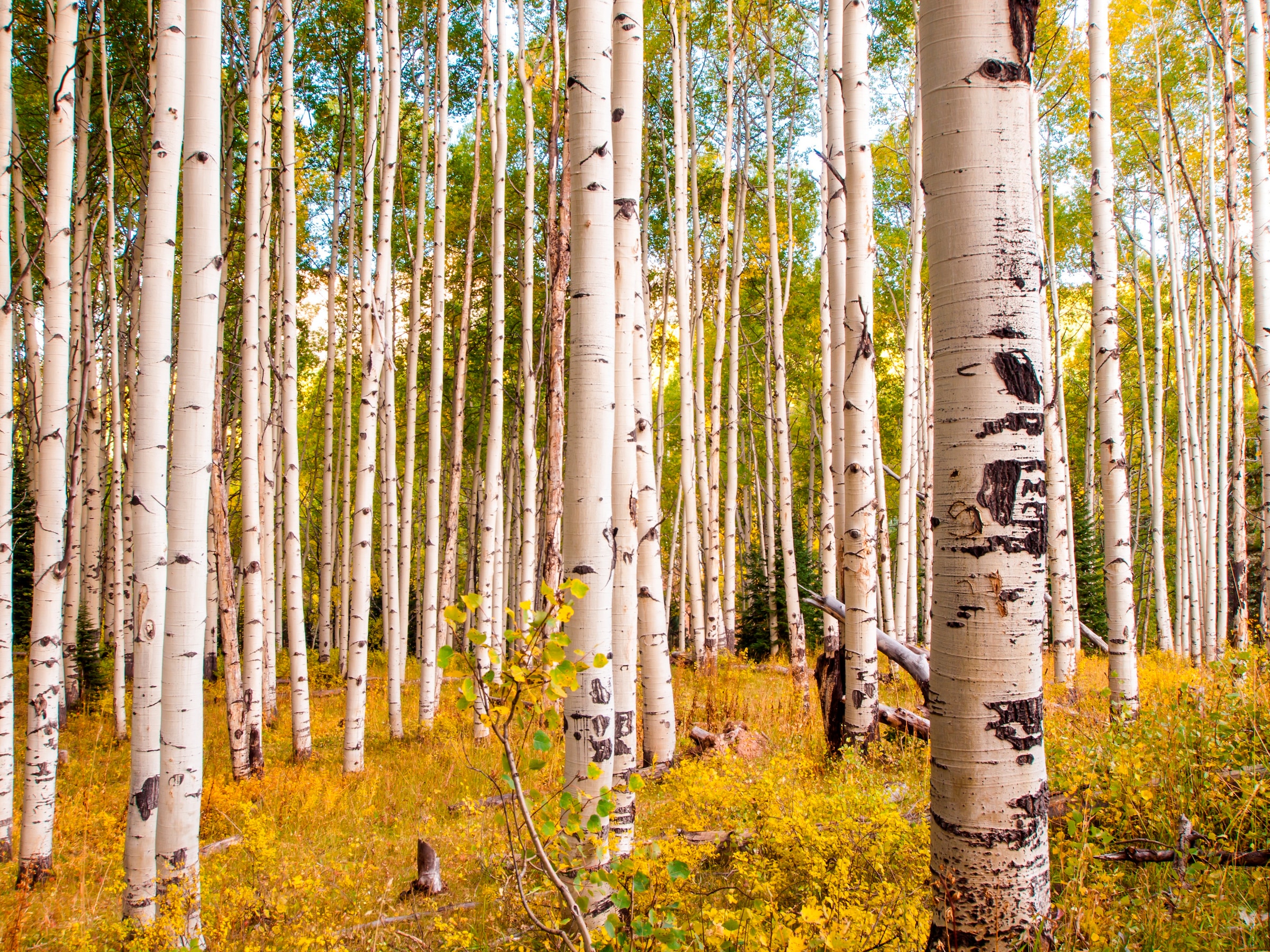 Papermoon Fototapete »Birches in Colorado Rocky Mountains«