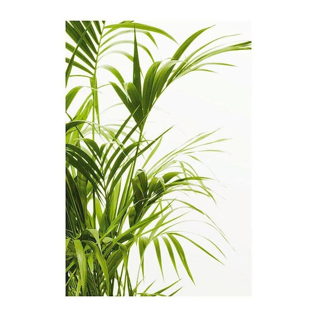 ❤ Komar Poster »Reed Leaves«, Pflanzen-Blätter, (1 St.), Kinderzimmer,  Schlafzimmer, Wohnzimmer kaufen im Jelmoli-Online Shop