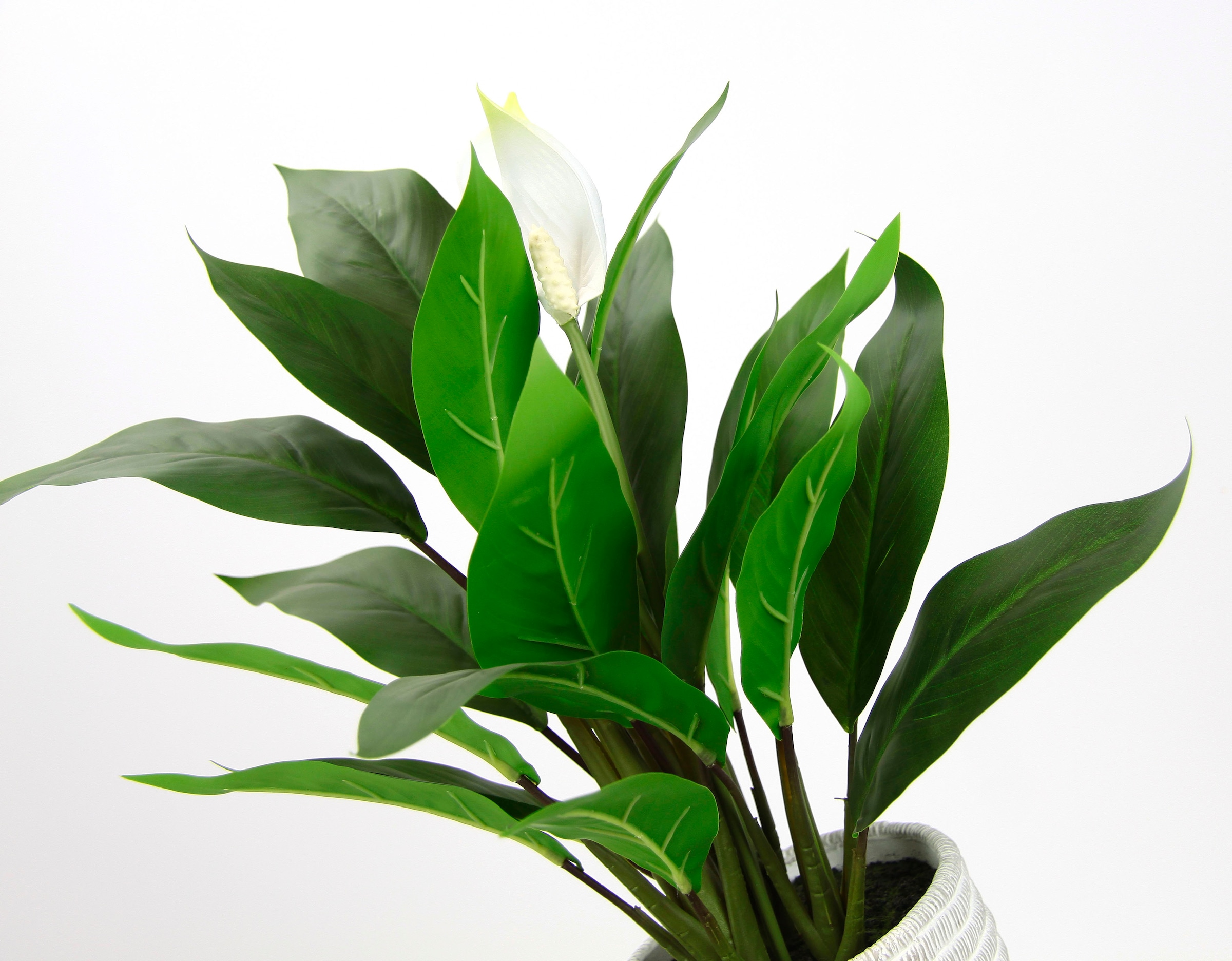 I.GE.A. Kunstpflanze »Spathiphyllum«, im Topf Anthurie Calla Flamingoblume exotische Pflanze weisse Blüten