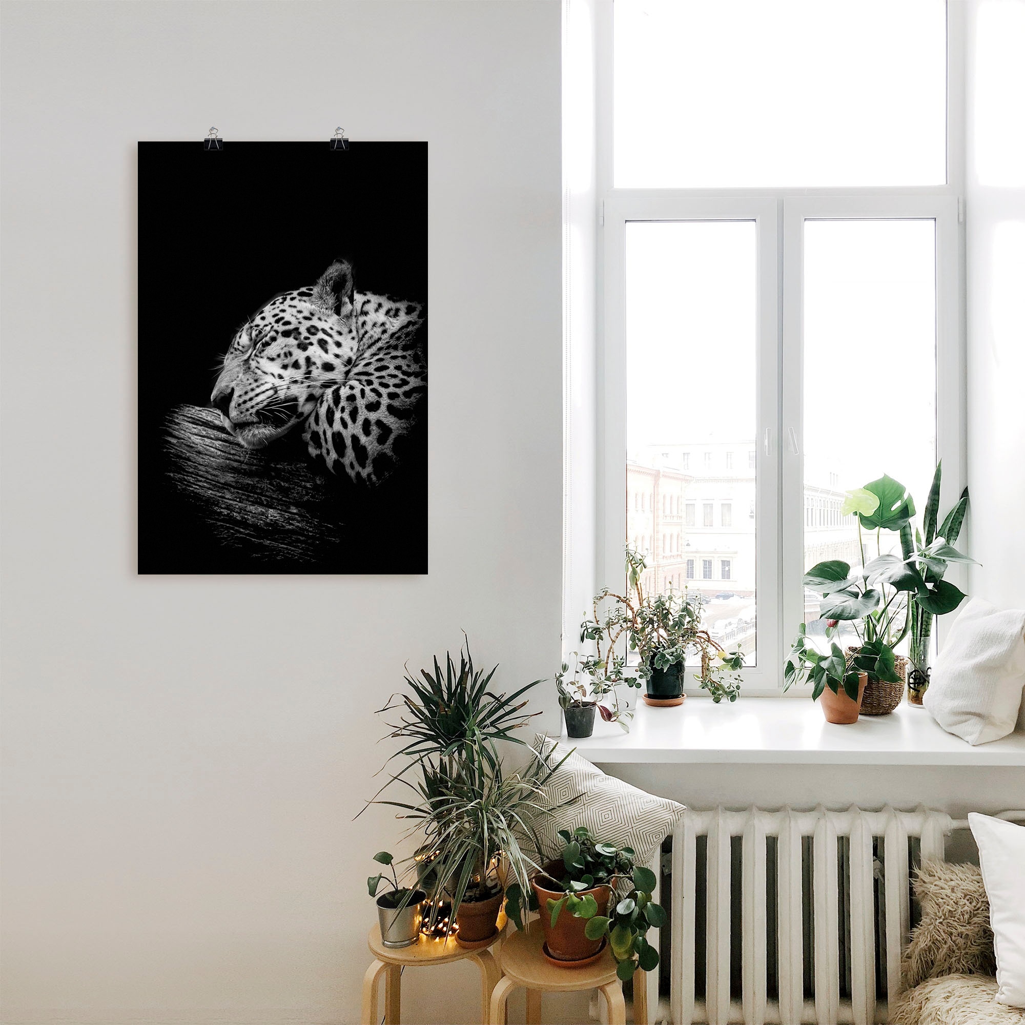 online Wildtiere, Leinwandbild, in | »Der Wandaufkleber als Jelmoli-Versand Jaguar«, oder Alubild, Wandbild Artland Poster St.), versch. schlafende kaufen (1 Grössen