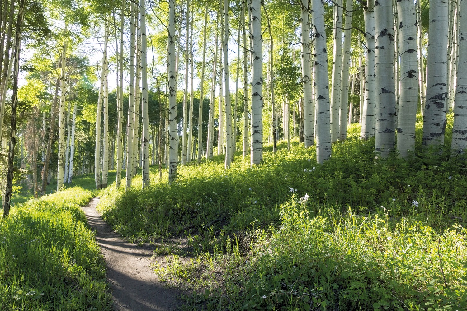 Papermoon Fototapete »Birch Hiking Trail«