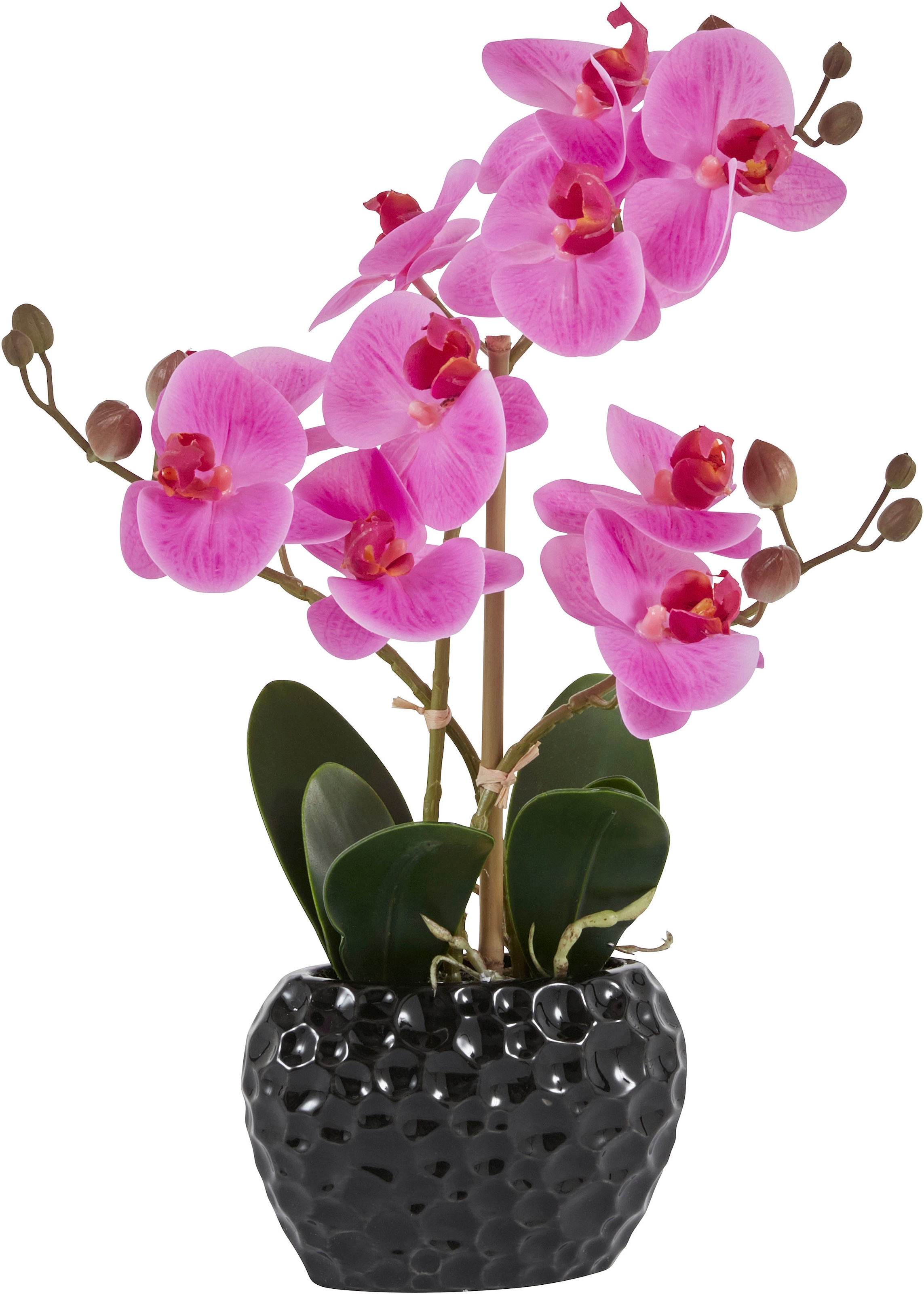 im Shop Topf Kunstorchidee, bestellen Jelmoli-Online Kunstpflanze ❤ Leonique »Orchidee«, im