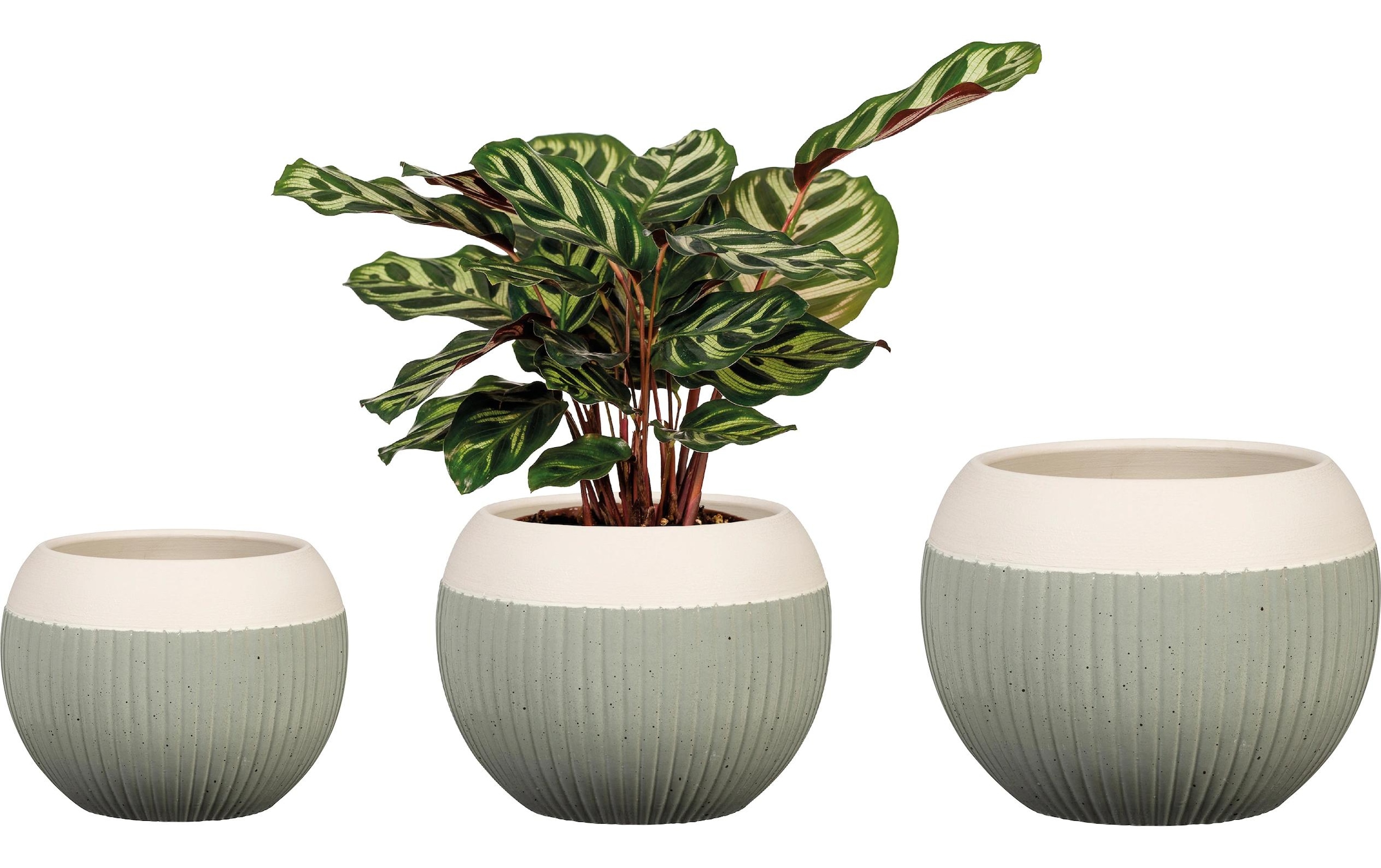 Scheurich Blumentopf »Verde 719«
