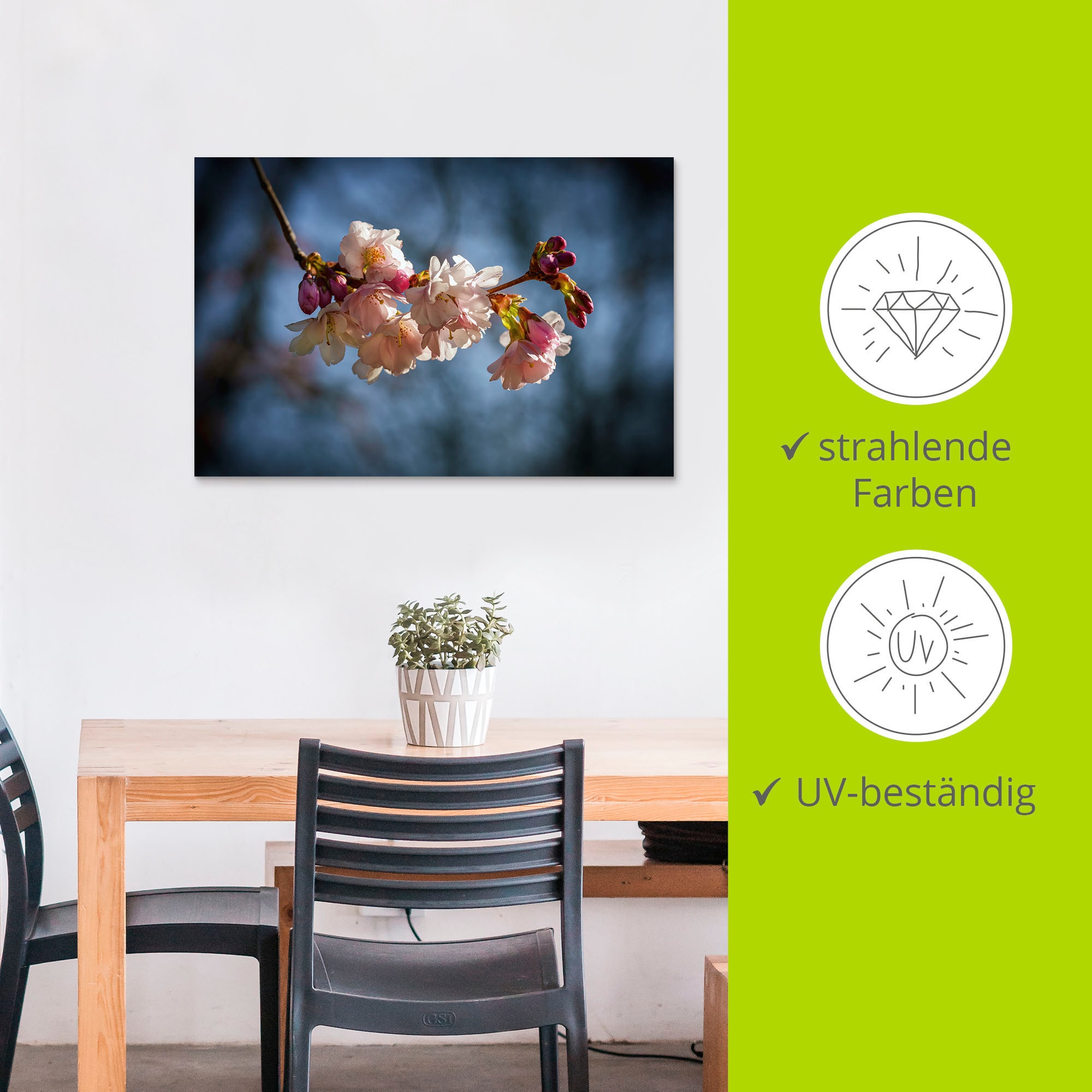 Artland Wandbild »Kirschblüte Alubild, (1 oder versch. St.), | online Frühling«, Blumenbilder, im Wandaufkleber als kaufen Jelmoli-Versand in Poster Leinwandbild, Grössen