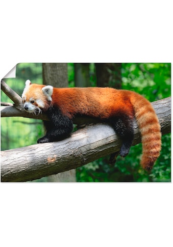 Artland Wandbild »Roter Panda«, Wildtiere, (1 St.), in vielen Grössen & Produktarten -... kaufen