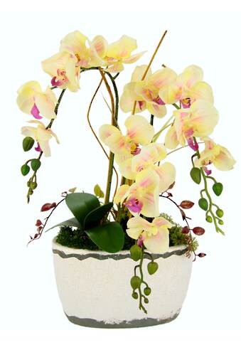 I.GE.A. Kunstblume »Orchidee«, (1 St.), in Antik-Schale aus Keramik kaufen
