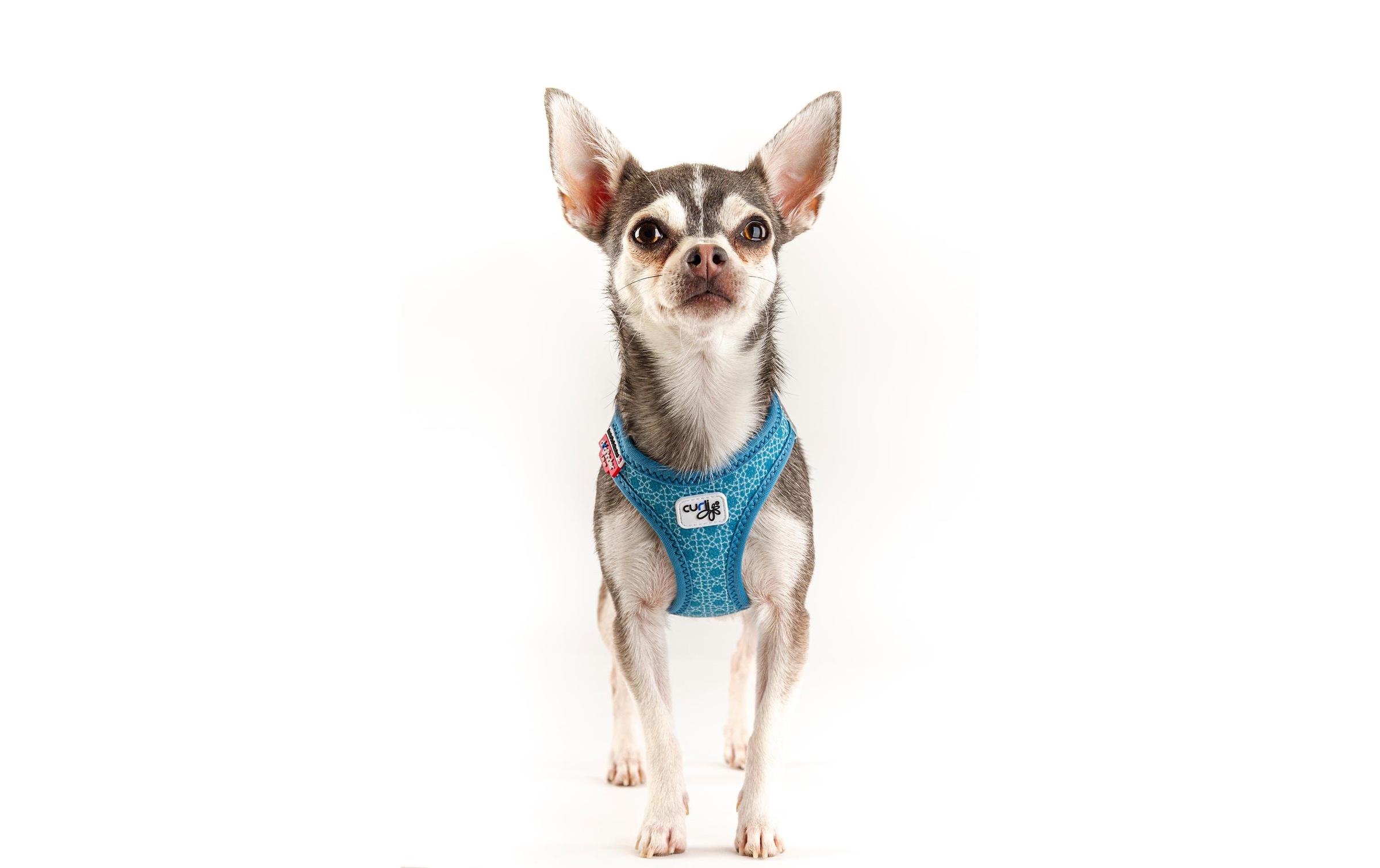 Curli Hunde-Geschirr »Vest Air-Mesh 2XS«, Polyester, Hunderasse: Yorkshire Terrier