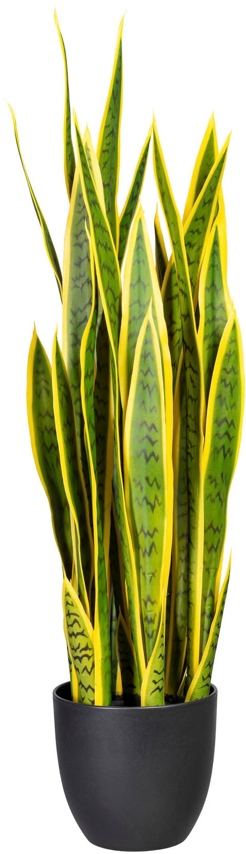 Creativ Jelmoli-Versand kaufen Künstliche online »Sanseveria« green | Zimmerpflanze