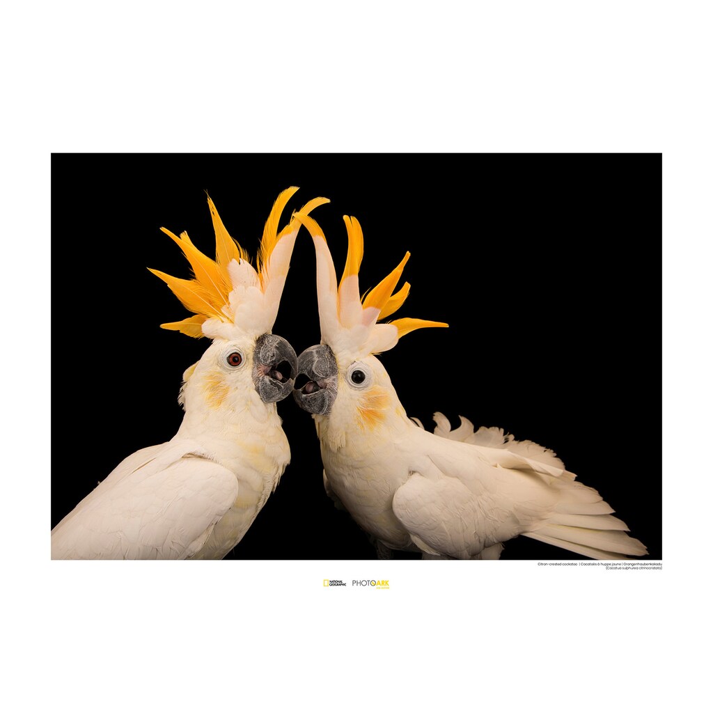 Komar Poster »Citron-crested Cockatoo«, Tiere