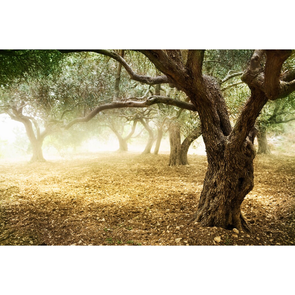 Papermoon Fototapete »Old Olive Trees«