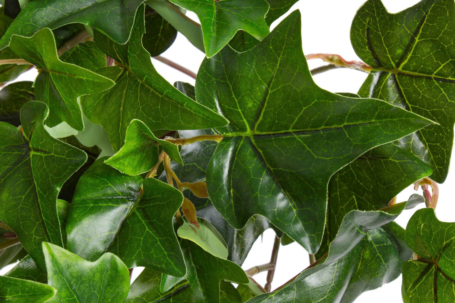 Botanic-Haus Künstliche online Jelmoli-Versand »Efeu-Hängebusch Zimmerpflanze 10 mit | Stielen« bestellen