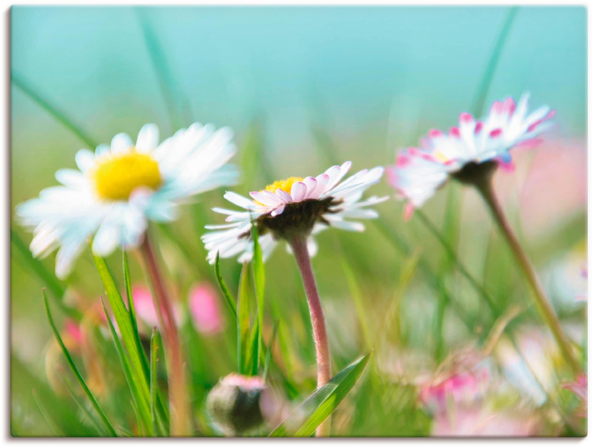 Artland Leinwandbild "Gänseblümchen Romantik" Blumen 1 Stk. tlg. auf Holzrahmen gespannt