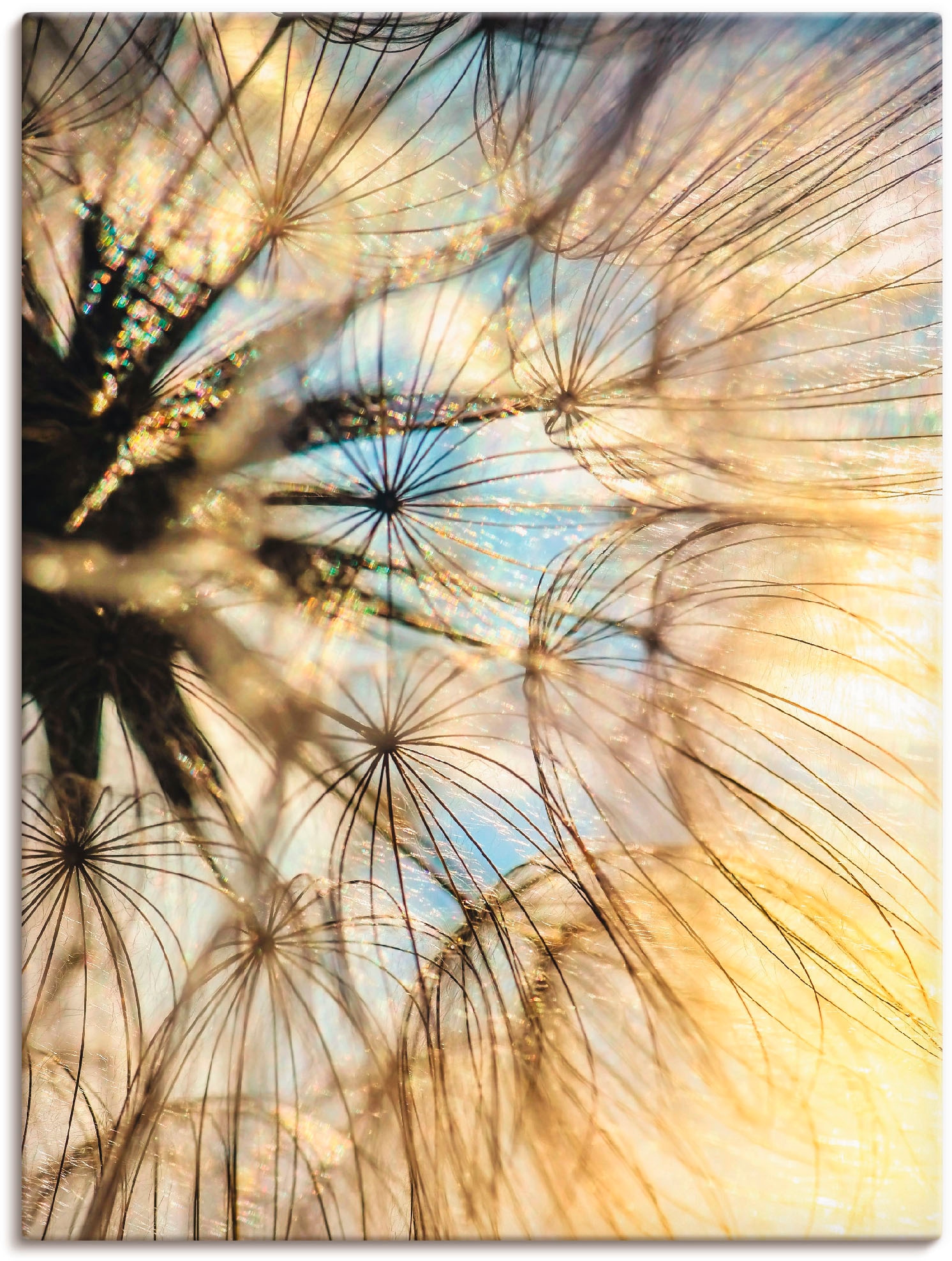 Artland Wandbild »Pusteblume Poesie«, Blumen, (1 St.), als Leinwandbild,  Poster, Wandaufkleber in verschied. Grössen online shoppen | Jelmoli-Versand