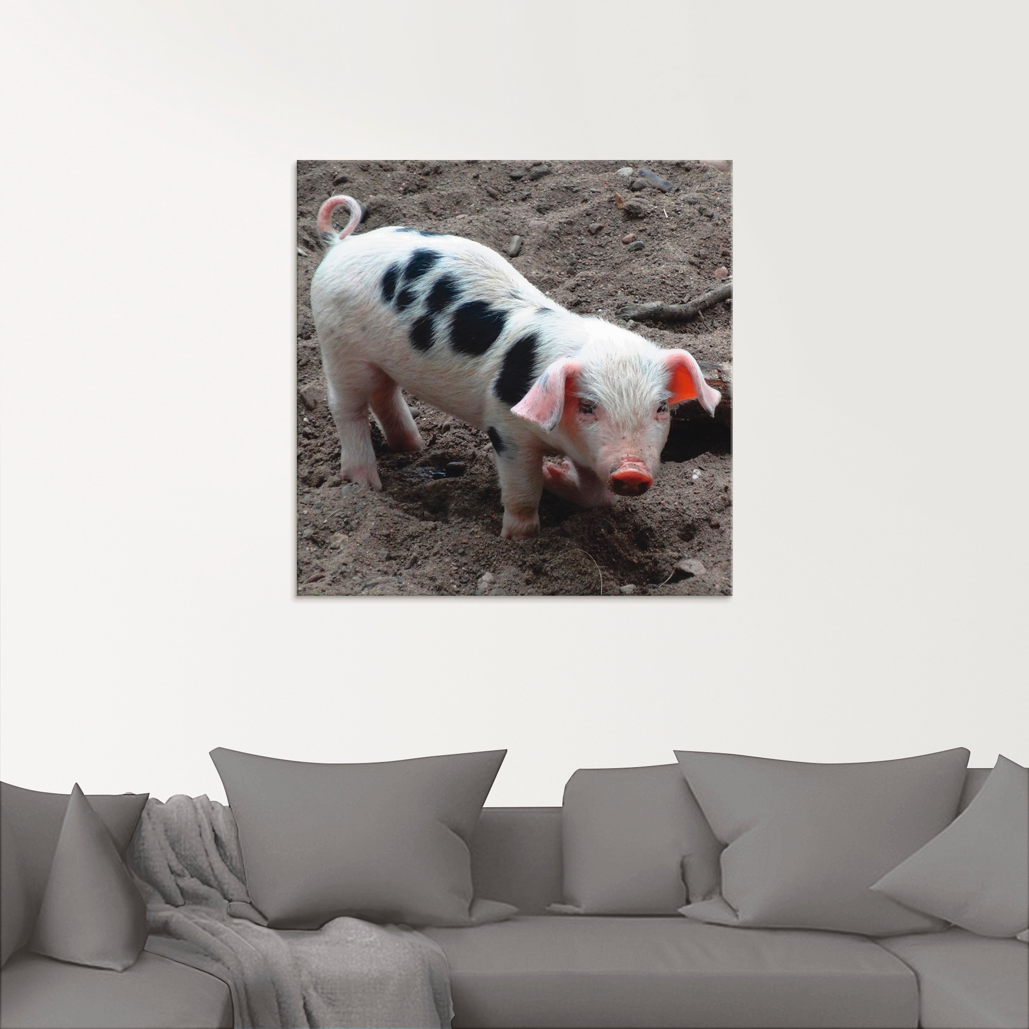 Artland Glasbild »Niedliches Ferkel«, Haustiere, (1 St.), in verschiedenen Grössen