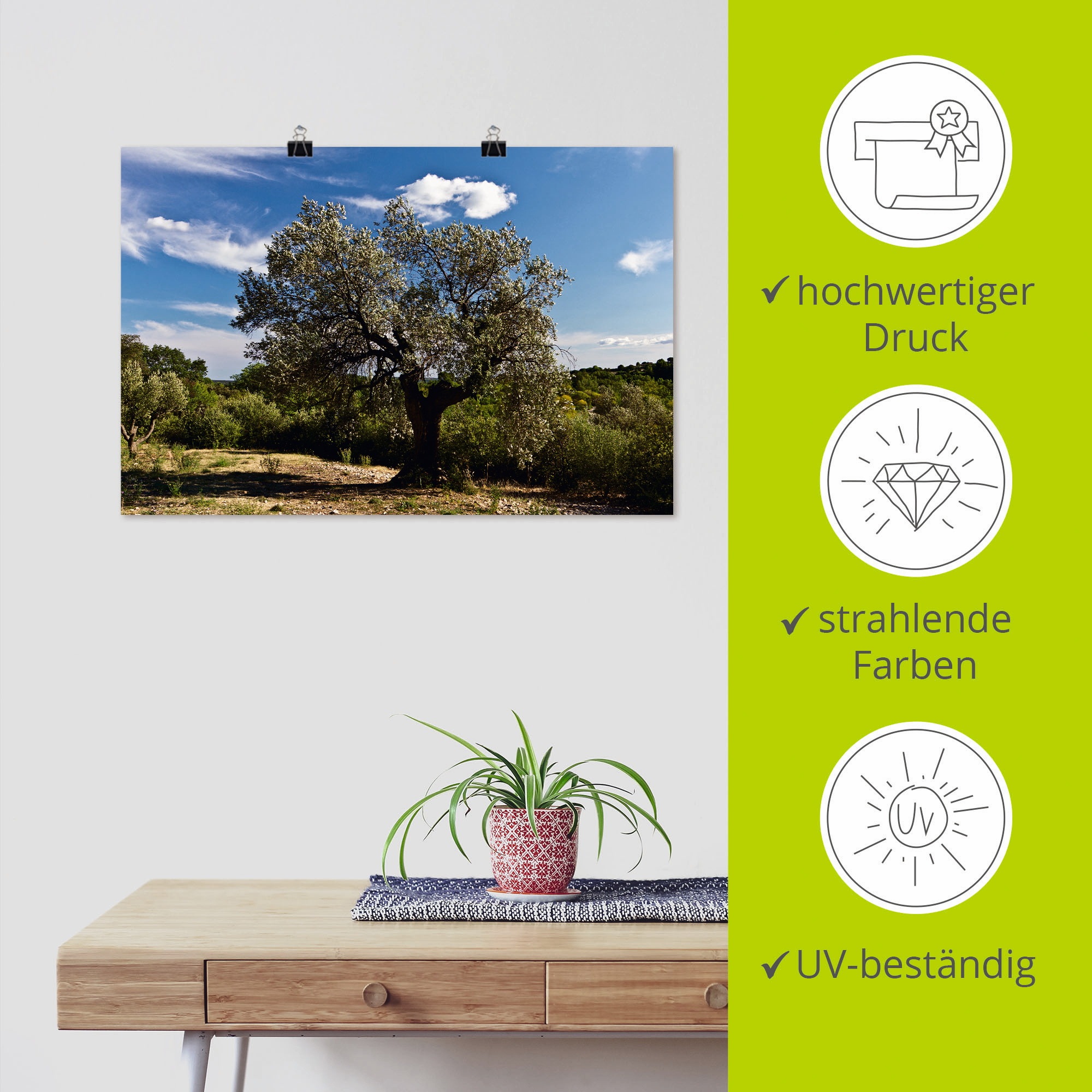 Artland Wandbild »Olivenbaum in Südfrankreich«, Bäume, (1 St.), als Alubild, Outdoorbild, Leinwandbild, Poster in verschied. Grössen