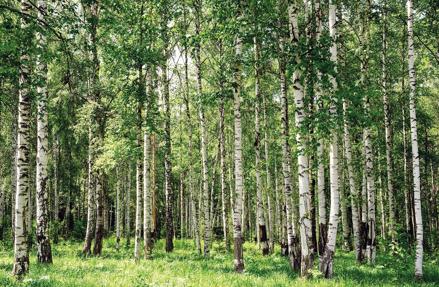 Papermoon Fototapete »Birch Forest«