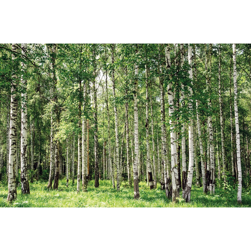 Papermoon Fototapete »Birch Forest«