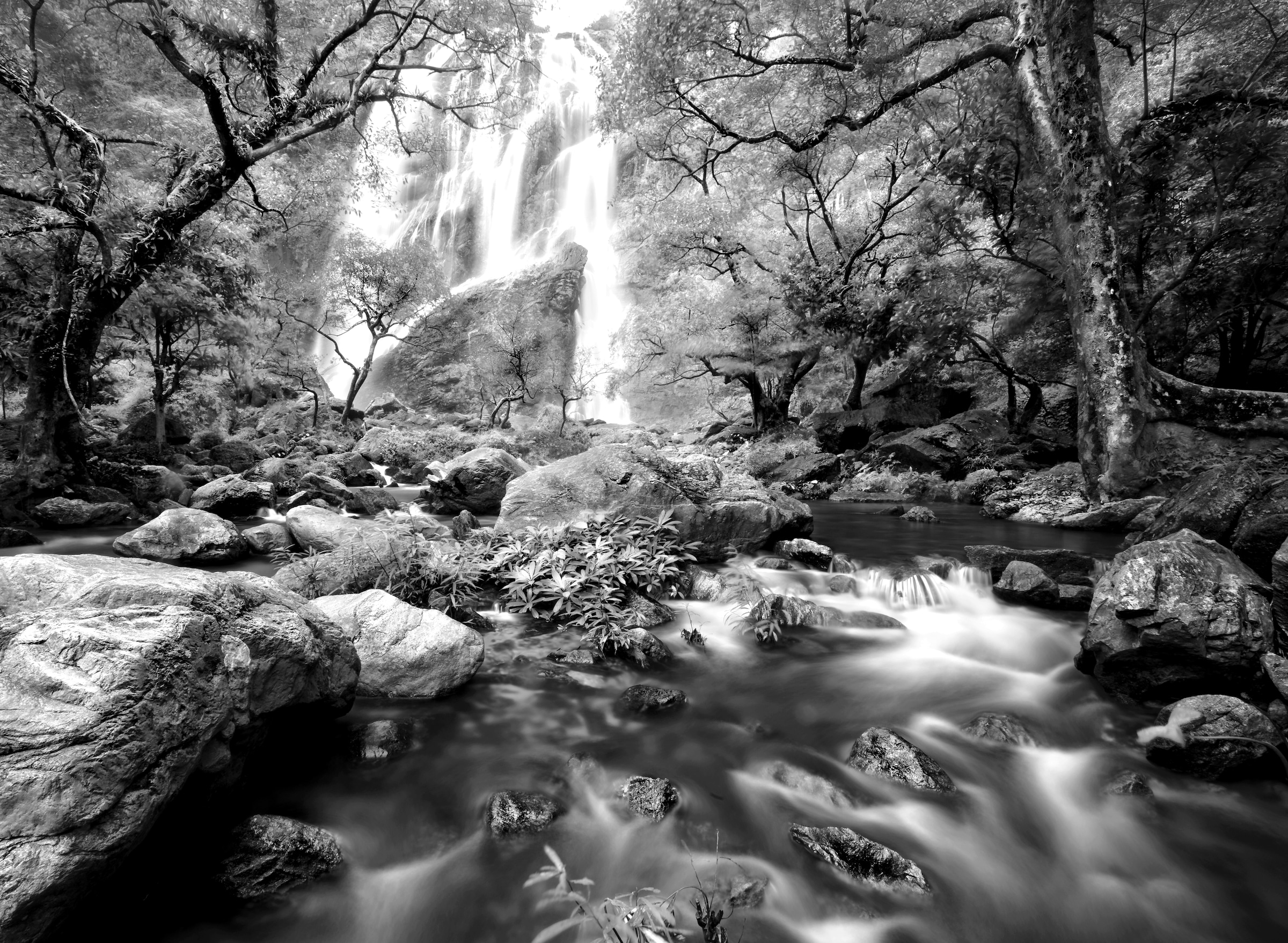 Papermoon Fototapete »Wasserfall im Wald Schwarz & Weiss« günstig bestellen  | Jelmoli-Versand