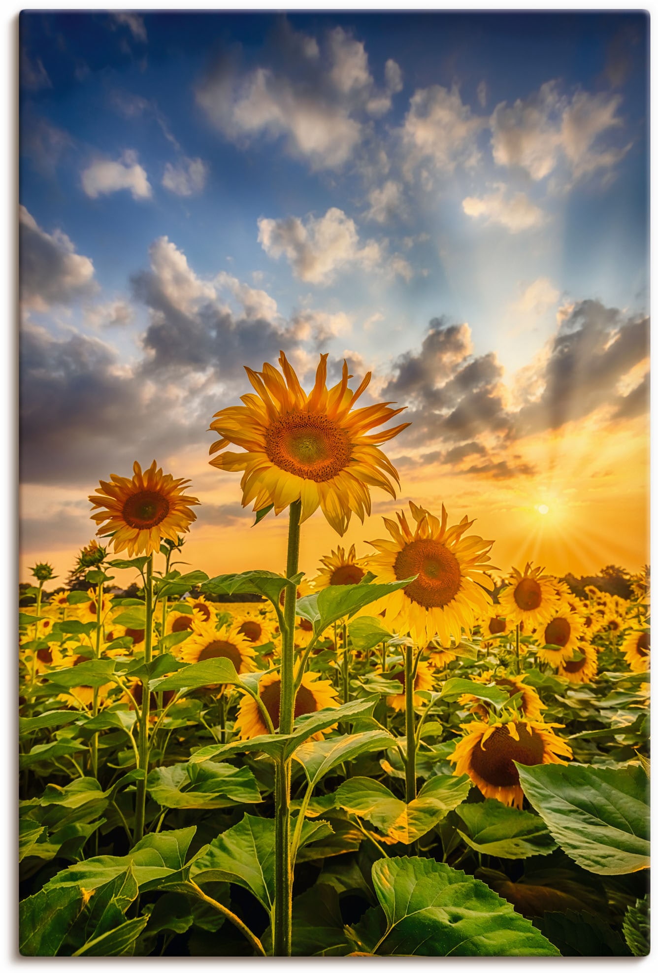 (1 | Blumenbilder, Jelmoli-Versand Wandbild versch. online Alubild, Leinwandbild, oder »Sonnenblumen St.), Wandaufkleber im Grössen Artland Poster in als shoppen Sonnenuntergang«,