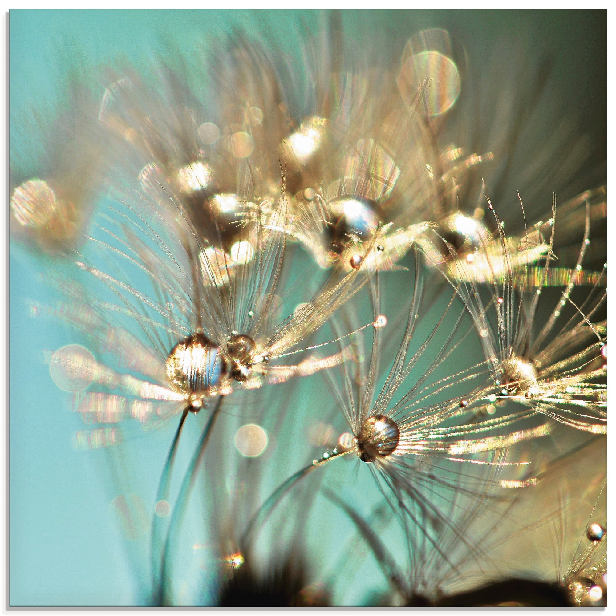 Artland Glasbild »Pusteblume | St.), Grössen glänzendes bestellen verschiedenen in Gold«, Jelmoli-Versand (1 online Blumen