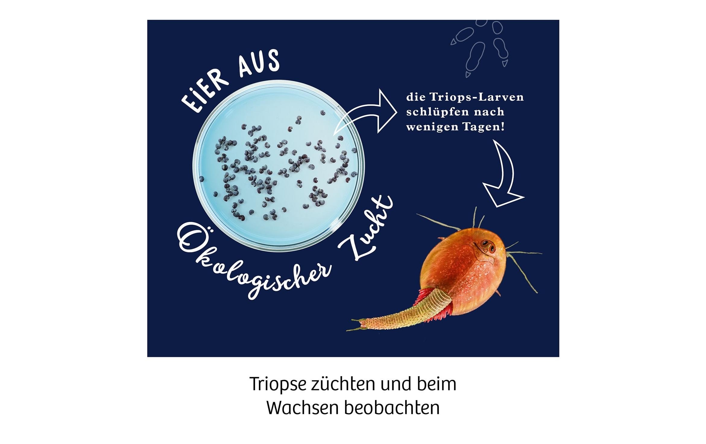 Kosmos Experimentierkasten »Fun Scie«