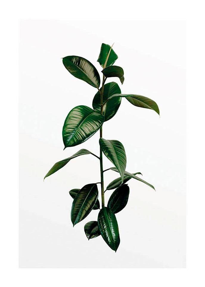 ❤ Komar Poster »Ficus Branch«, Pflanzen, (1 St.), Kinderzimmer, Schlafzimmer,  Wohnzimmer ordern im Jelmoli-Online Shop