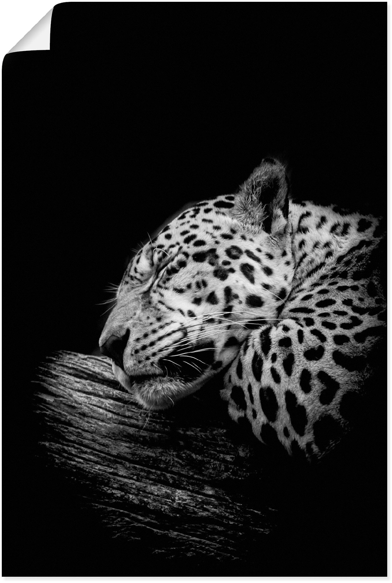 Artland Wandbild Wandaufkleber schlafende Wildtiere, online Grössen kaufen Jaguar«, oder »Der St.), (1 | Poster in Jelmoli-Versand Leinwandbild, versch. als Alubild