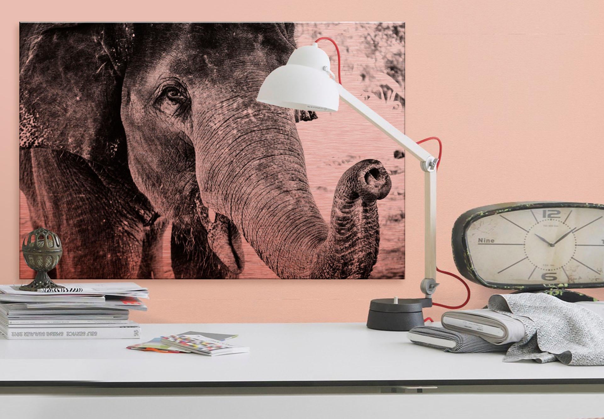 Elephant«, »Indian 60/40 shoppen online cm Wall-Art Alu-Dibond-Druck | Jelmoli-Versand