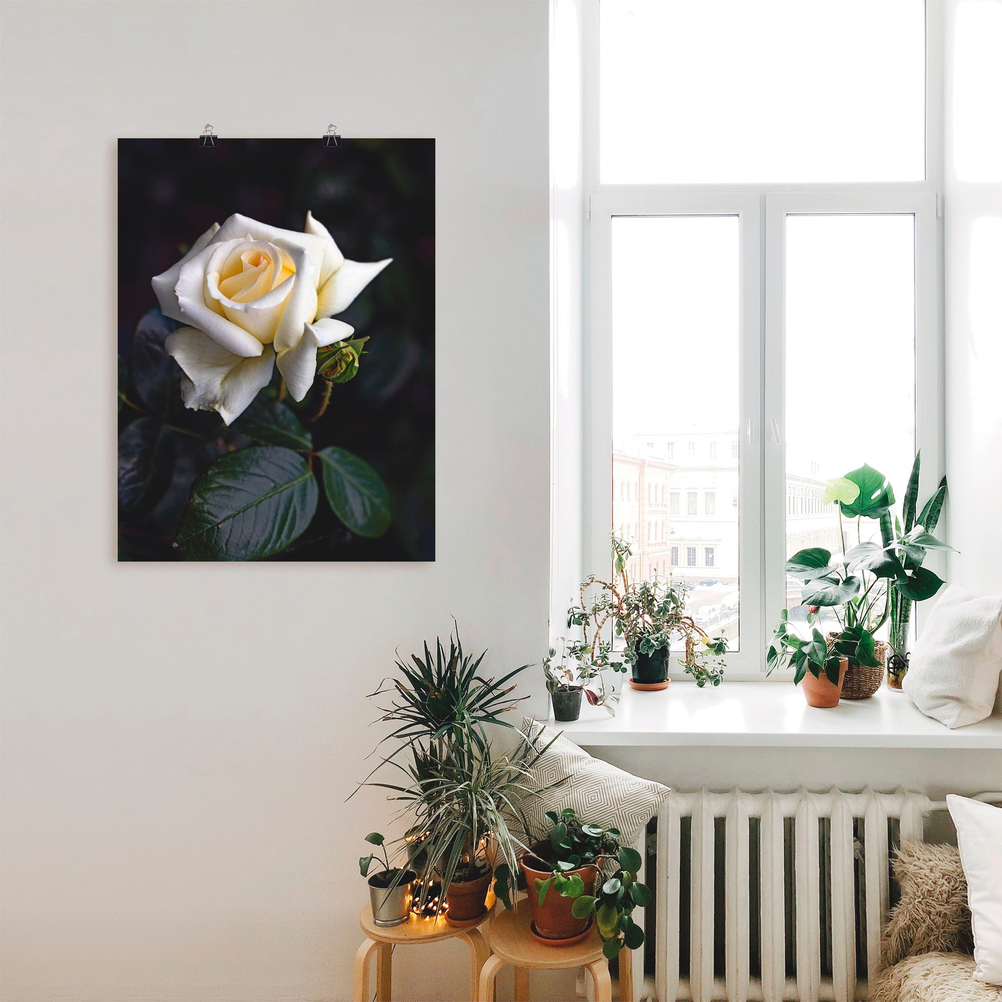 Artland Wandbild »Weiss-gelbe Rose«, Blumen, (1 St.), als Leinwandbild, Poster in verschied. Grössen