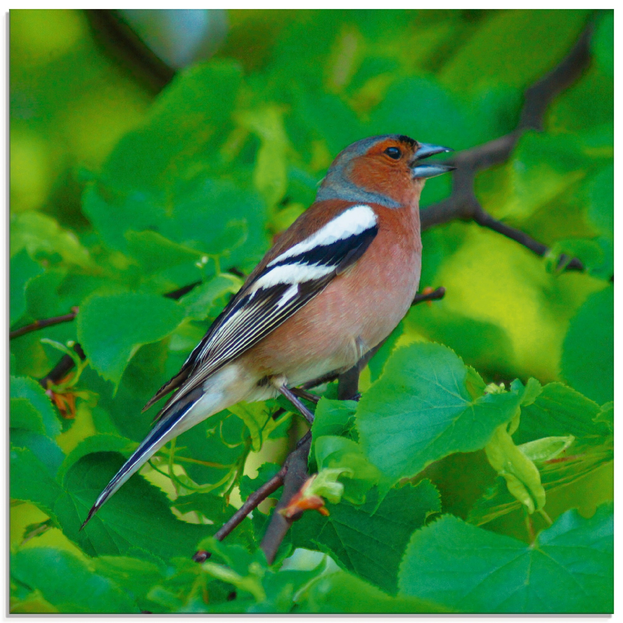 Grössen Vögel, in kaufen verschiedenen St.), (1 Artland online Lied«, Jelmoli-Versand »Buchfink | Glasbild