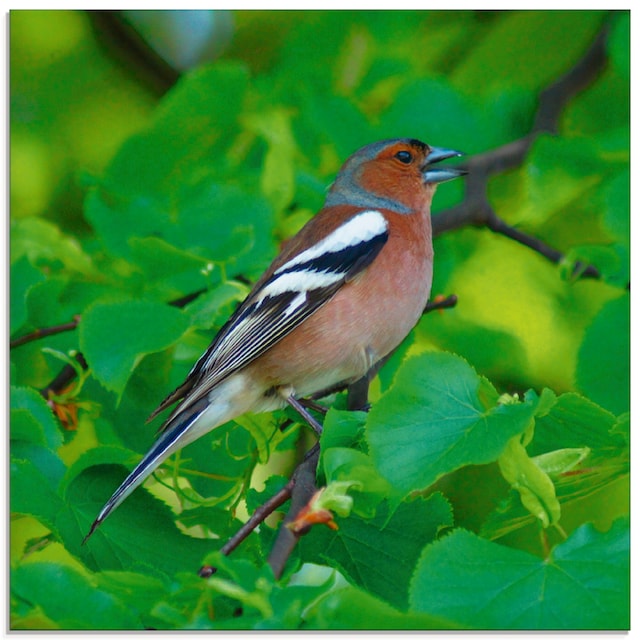 Artland Glasbild »Buchfink Lied«, Vögel, (1 St.), in verschiedenen Grössen  online kaufen | Jelmoli-Versand